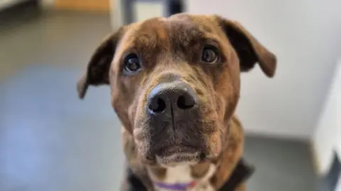 A close-up image of Maisy the Staffordshire Bull Terrier cross breed dog. She has a brindle coat and is looking directly into the camera.