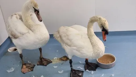 The Waterfowl Sanctuary two swans indoors