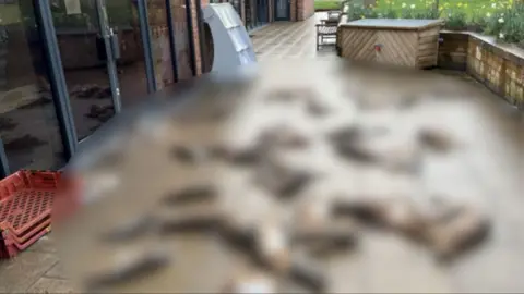 Crown Prosecution Service An image of dead hares strewn on the ground outside the shop. The image is blurred to obscure the animals.