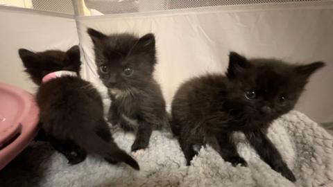 Three kittens who are being cared for at Yorkshire Cat Rescue    