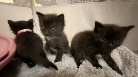 BBC Three kittens who are being cared for at Yorkshire Cat Rescue 