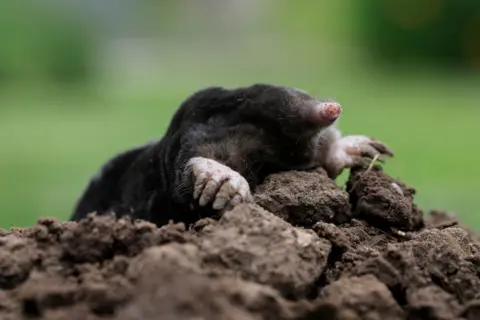 A mole