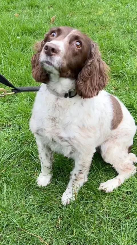 A small white and brown dog sitting on green grass looking up at the camera. 