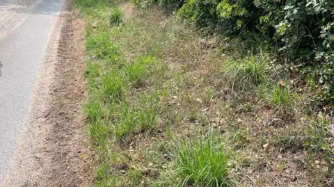 A grass verge at the side of a road. There are shrubs in the background and tyre tracks on the side of the verge