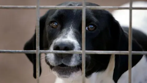 Getty Images A close-up of a black and white dog's face behind bars
