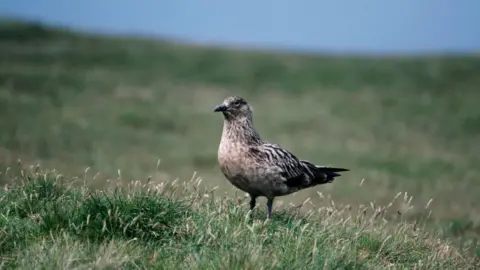 Getty Images A small brown and black bird stands on a field of green grass. A short strip of blue sky can be seen at the top of the frame. 