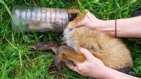 A fox lying on grass with its head stuck in a plastic bottle. The animal is being held by an animal rescuer.