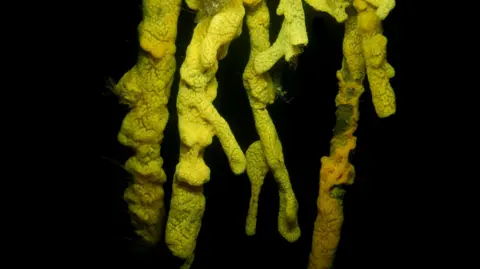 Government of Jersey Invasive species Sea Vomit in dark ocean