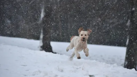 Getty Images An Irish Doodle dog, a cross between an Irish red setter and a poodle, plays in the snow. It's snowing and a thick blanket of snow is on the ground.