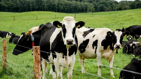 Getty Images Black and white dairy cows standing in a field behind a fence.