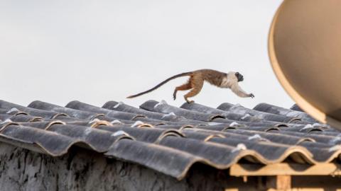 Tamarin monkey running across a roof