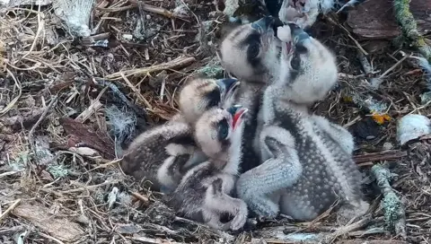 Four osprey chicks of varying sizes look up with their beaks open hoping for food