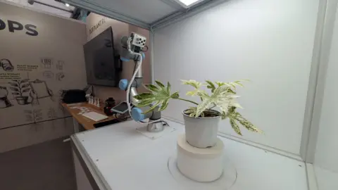 University of Lincoln A green plant with long pointy leaves with white specks on them is in a white pot on a white circular stand. Next to it are tubes with a camera pointed down towards the plant. The table it is on and the background are white and lit up by artificial lighting. A black screen is next to it, and on the other wall are plant sketches and labels.