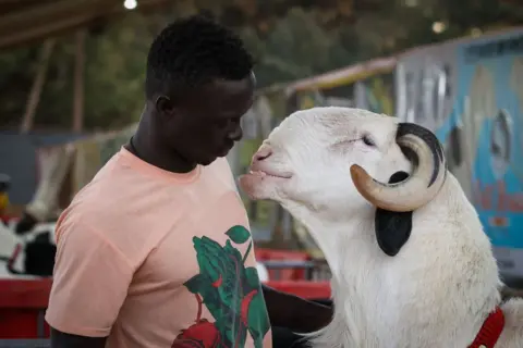 CEM OZDEL / GETTY IMAGES A large sheep appears to pucker up to a man. Its teeth are protruding comically from its mouth.