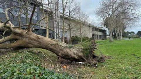 A tree lying on the ground, very close to a school building