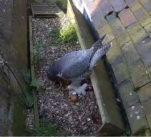 St Albans Cathedral Chicks in the nest at St Albans Cathedral with Peregrine Falcon