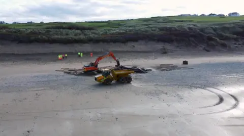 Stranded whale being removed