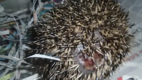 A hedgehog with two puncture wounds after it spiked by a fork. The hog is curled up in a ball. The wound can be seen between its spines. It is resting on newspaper.