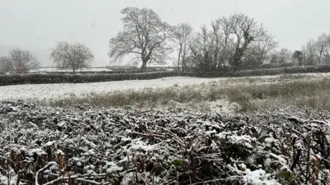 Weather Watcher/ Roger A view out across a snowy field with a hedge in the foreground and large trees in the background. You can see snowflakes drifting down past the camera.