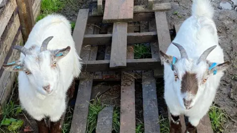 Supplied Two small white goats stood side-by-side on a pallet inside a muddy enclosure