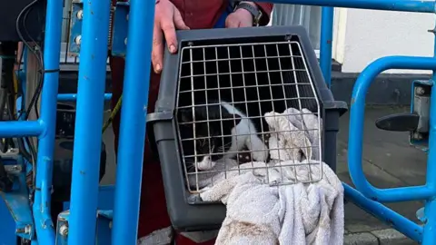 Andrew Forsyth A black and white cat peers out of a cat crate after it is brought down from a roof. There is a towel half in the crate and the cat is peering down to the ground.