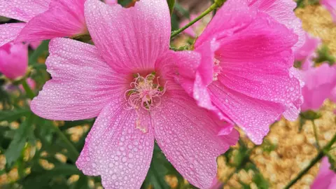 Hurricane Helen A close up of a pink prairie mallow which has five large petals and is covered in raindrops