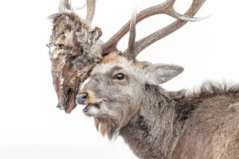 Kohei Nagira/Wildlife Photographer of the Year A deer stands with a second set of antlers tangled with or attached to its own, hanging awkwardly from its head. The pale background isolates the unusual and slightly unsettling scene.
