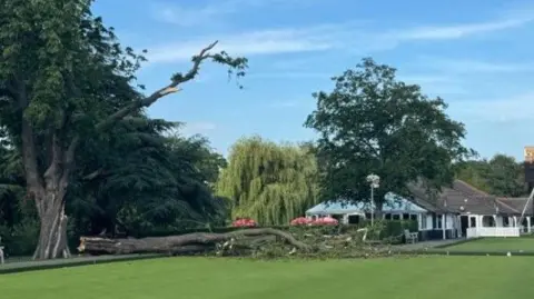 Part of a large tree can be seen on a bowling green at Victoria Park, Leamington Spa, with buildings in the background with red umbrellas outside. The sky is blue.