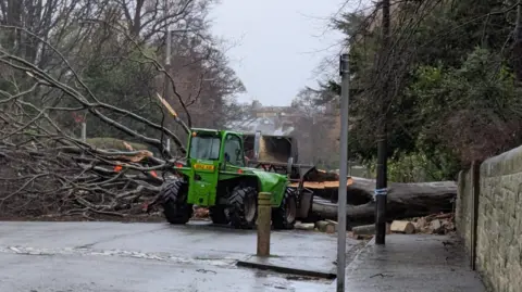 A tree blown by the wind through a wall in The Grange, an affluent suburb of Edinburgh