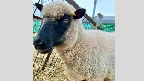 Baylham House Rare Breeds Farm A photo of the sheep that was shot at the farm. The sheep is standing in a pen with straw surrounding it. It has cream-coloured wool and has a black face. A small, yellow tag has been attached to its ear