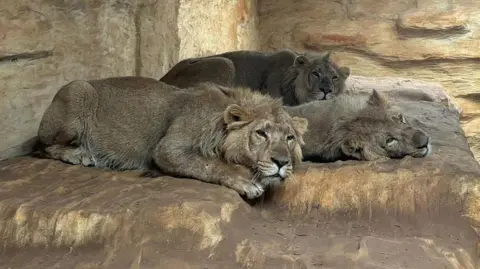 Wingham Wildlife Park Three lions sleeping next to each other inside an enclosure.