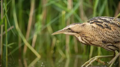 BEN ANDREW A bird standing in water and reeds. The bittern has a long beak and has a mixture of brown, white and black feathers.