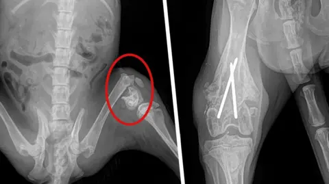 South Essex Wildlife Hospital Two X-ray images show a leg of a fox. On the left, part of the leg is circled in red to show the damage and on the right an image appears to show surgical pins or similar used by the vet