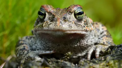 A natterjack toad with green eyes and mottled skin