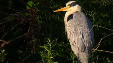 Phil Groves A grey heron stands in the marshes. It is lit up by a bright light and its head is turned, with its sharp orange beak in view. The bird has large grey feathers and black and white plumage. 