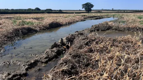 Kate Bradbrook/BBC Parts of a field are filled with water, and there are trees in the background.