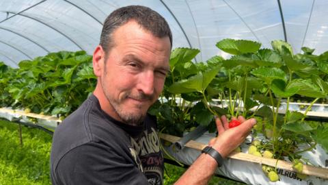 Chris Seager holds strawberries in polytunnel 
