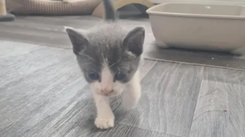 Vicki Heyden A grey and white kitten is walking across a wooden or laminate floor. It has big blue eyes and there is a litter tray on the floor behind it