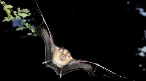 Horseshoe bat flying at night