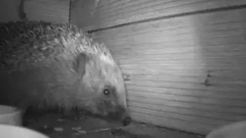 a hedgehog in black and white caught in a garden camera