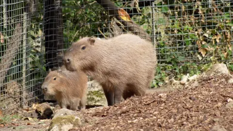 tango on the left and ripple on the right. Two capybaras in their enclosure