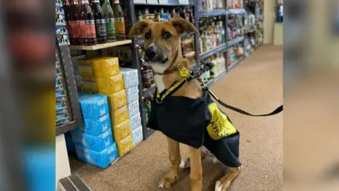 Dogs Trust Cumbria Riley sat in a shop in Pooley Bridge