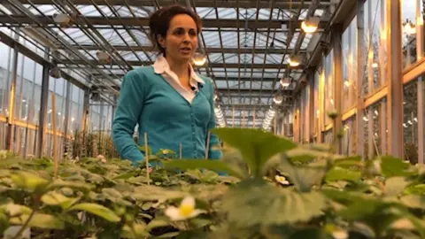 Contributed Monica Saavedra is standing in a commercial-sized greenhouse looking at strawberry plants which are in the foreground. 