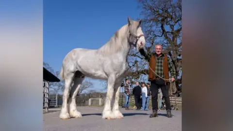A white Shire horse with its bridle held by farmer Rob Nicholson.
