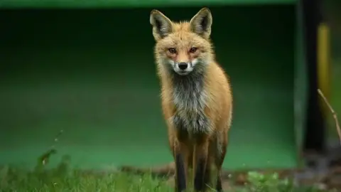 A red fox is standing on grass. It is looking at the camera.