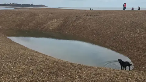 A black dog stands in the hole, which has steep sides and is partially filled with water. It is based on a shingle beach and there are people standing in the background.