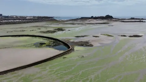 A drone shot of St Aubin's Bay. It shows the sand covered in sea lettuce. Elizabeth Castle is visible in the background and Victoria Marine Lake is also visible. 