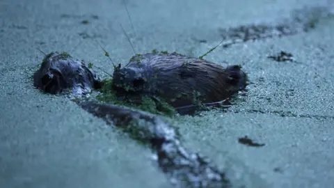 Cathy Gilman Two beavers surface at dusk through a pond covered in green duckweed, with their whiskers and the tops of their heads above the water.