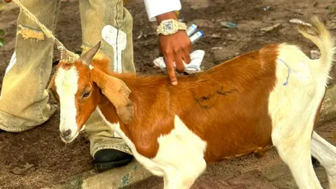 Courtesy of Promise Okoro A side view of a brown and cream-coloured goat. A hand, with a watch on the wrist, can be seen touching the top of the goat. 