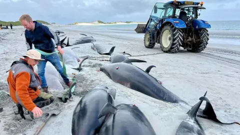 whales on the beach